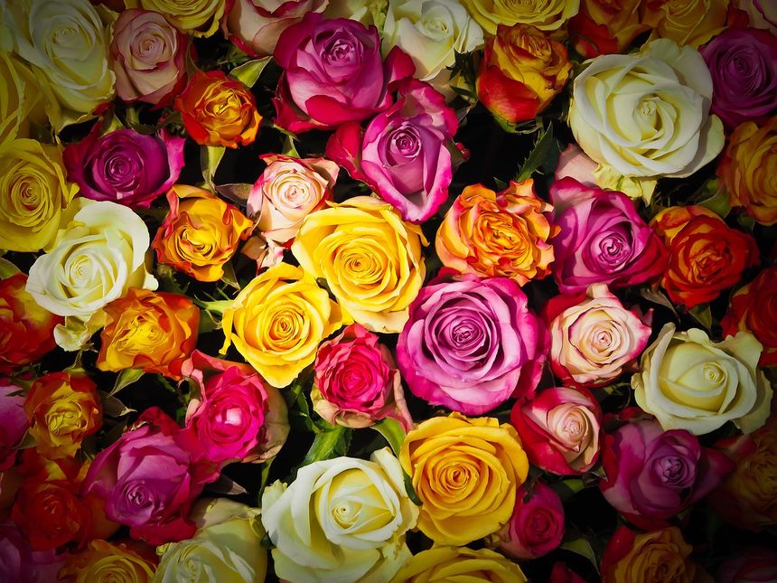 Significado de los ramos de rosas según su color - Flores 
